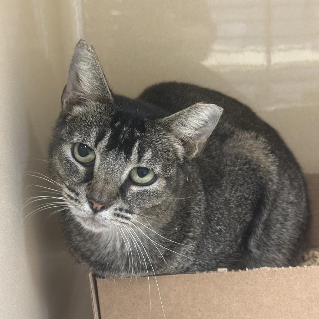 Enlarge JJ (Jumping Jill), a Adoptable Domestic Short Hair in Blue Ridge, GA image 2/2