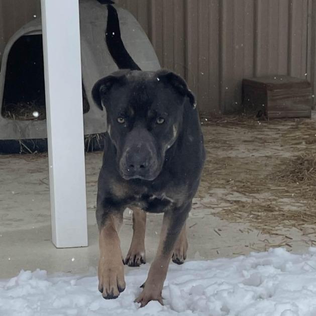 Enlarge Melon, a Adoptable mixed breed in Hohenwald, TN image 2/4