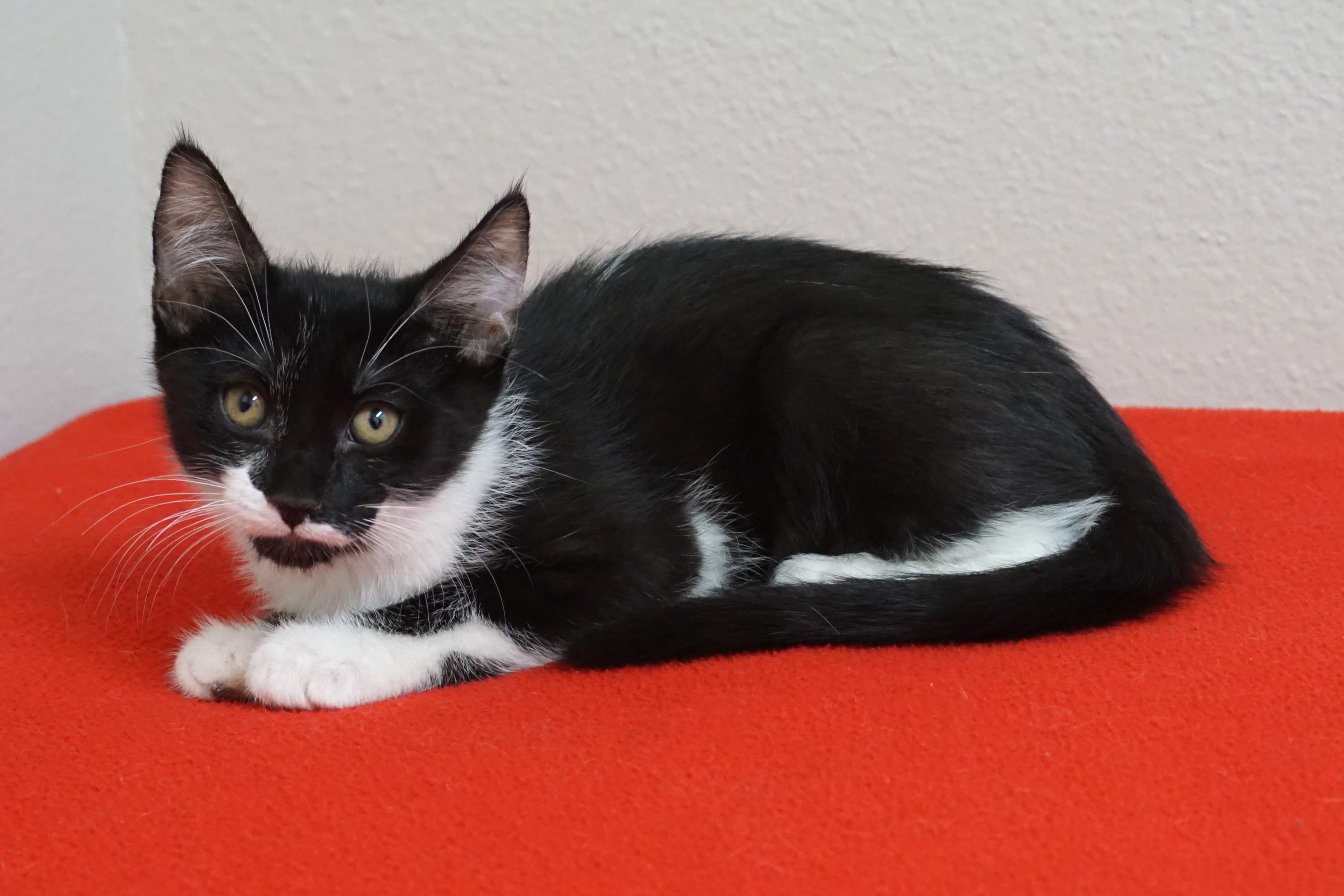 Astro, a ADOPTABLE Domestic Short Hair in Fountain Hills, AZ image 3/3
