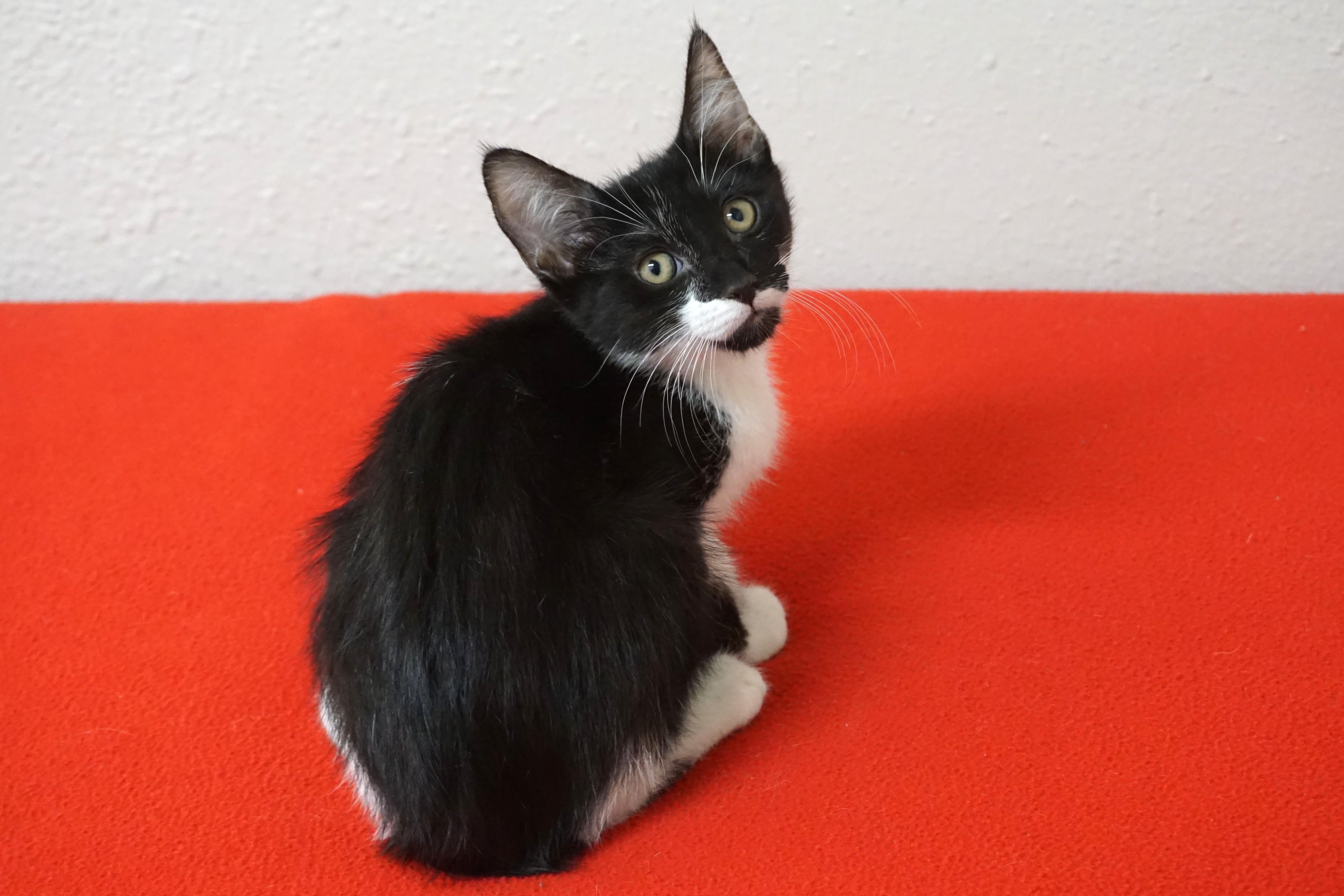 Astro, ADOPTABLE, Kitten Male Domestic Short Hair.