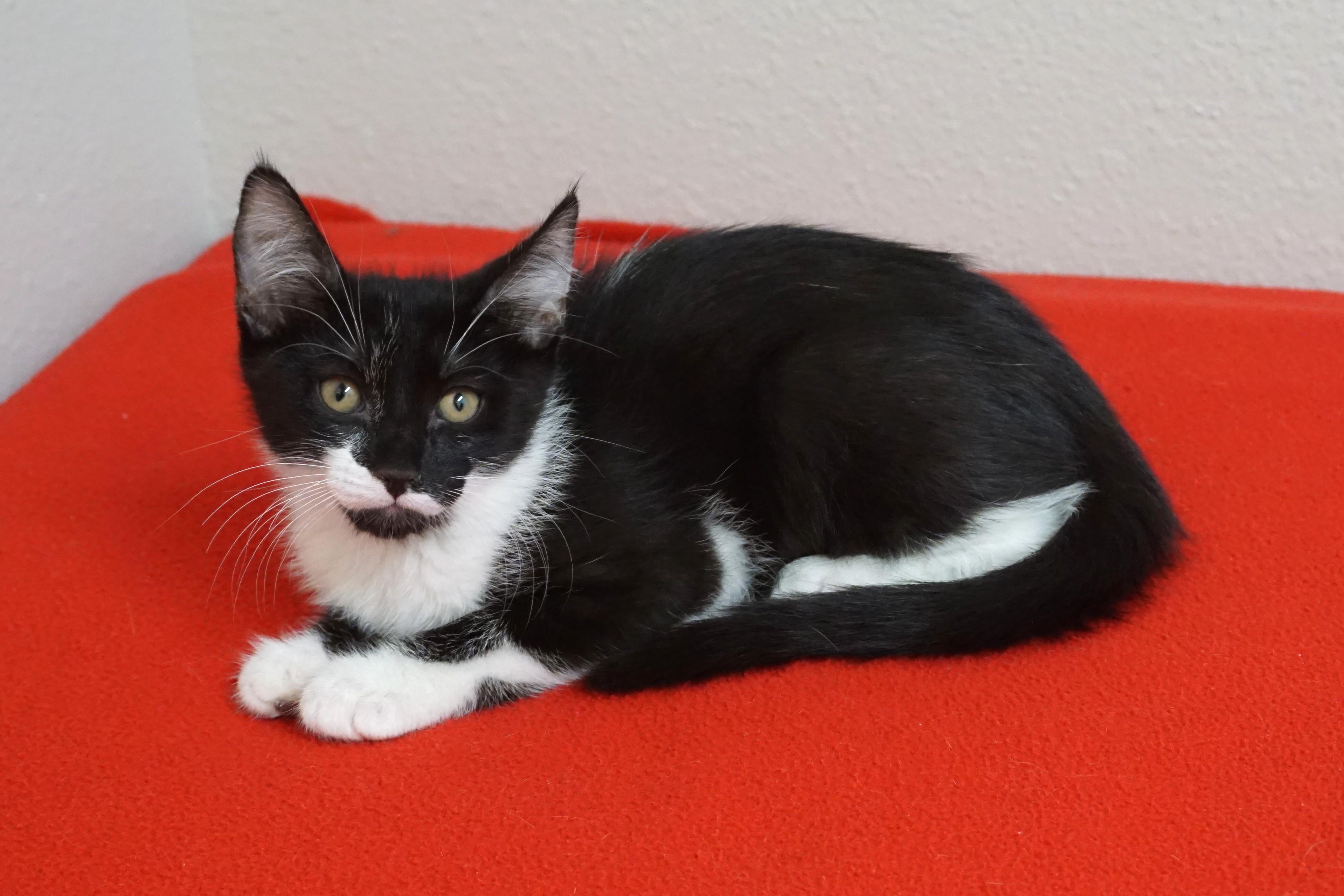 Astro, a ADOPTABLE Domestic Short Hair in Fountain Hills, AZ image 2/3