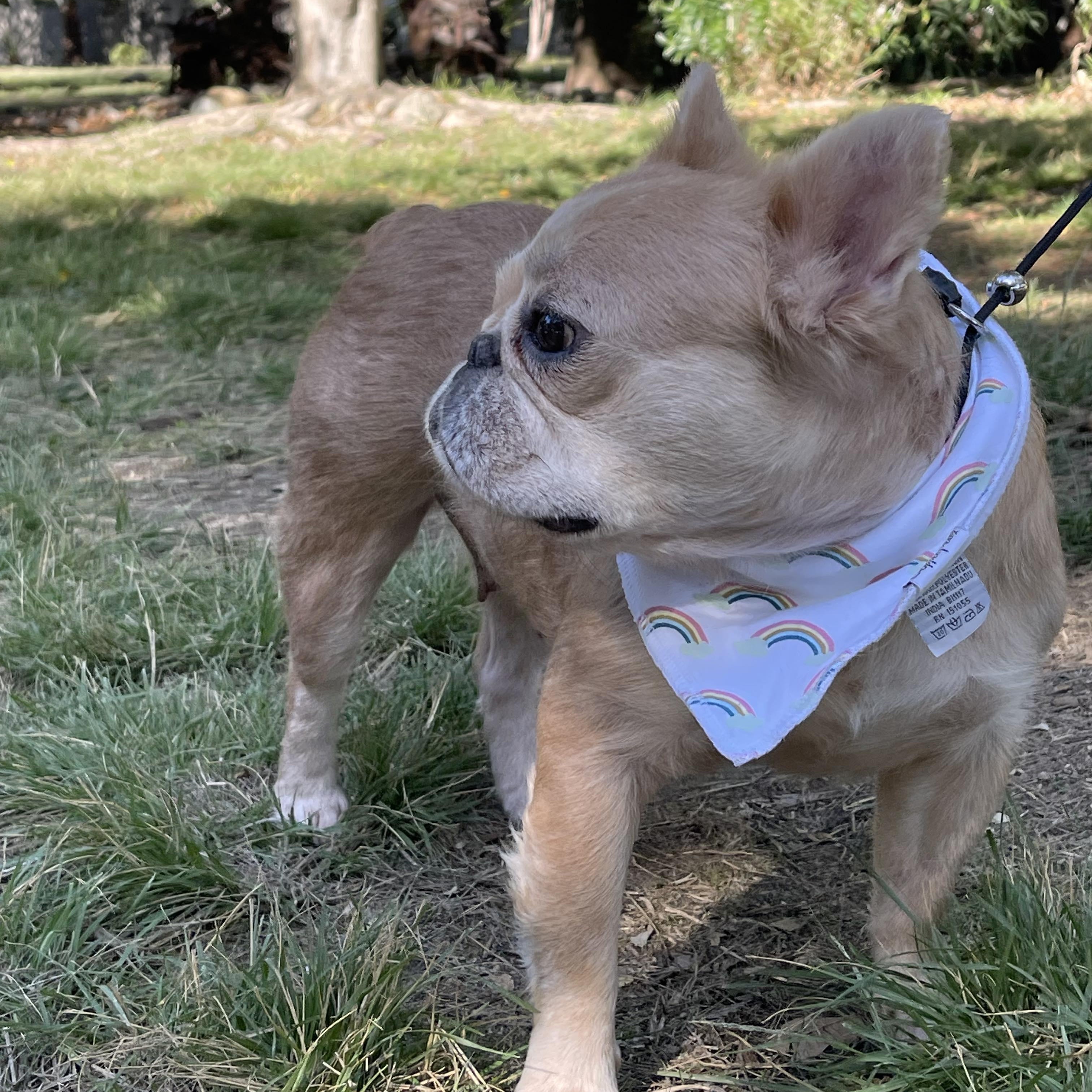 NICOLE 3 yrs 24 lbs, an adopted French Bulldog in Aliso Viejo, CA image 4/6