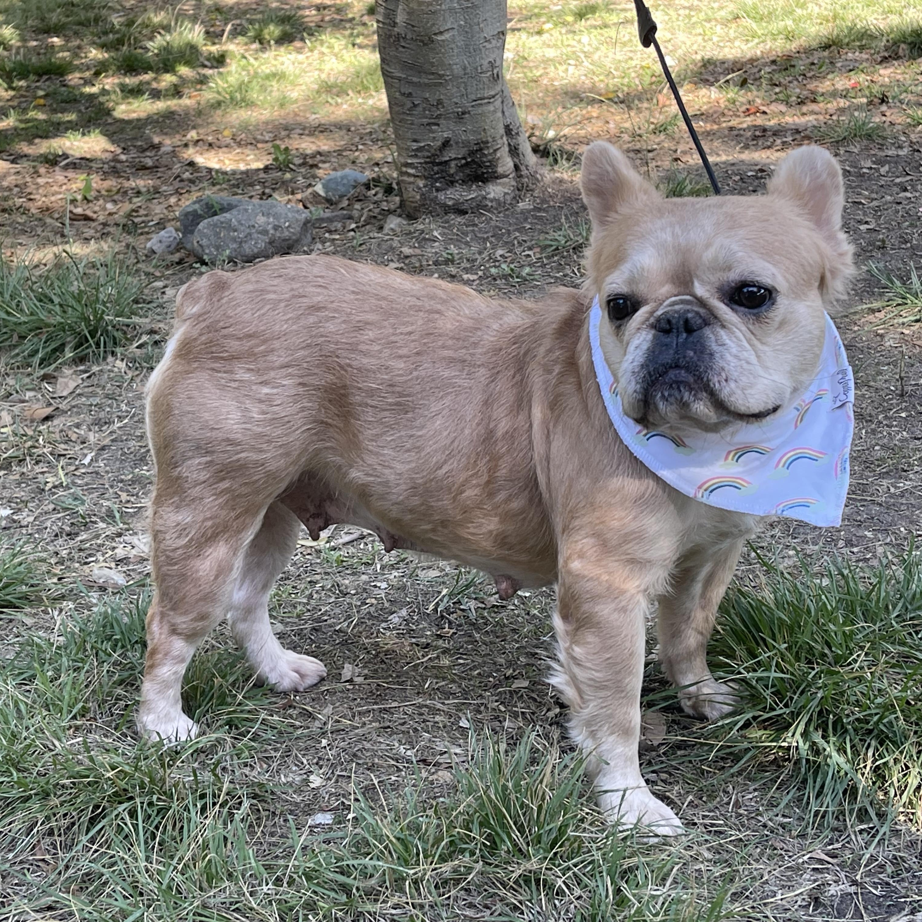 NICOLE 3 yrs 24 lbs, an adopted French Bulldog in Aliso Viejo, CA image 5/6