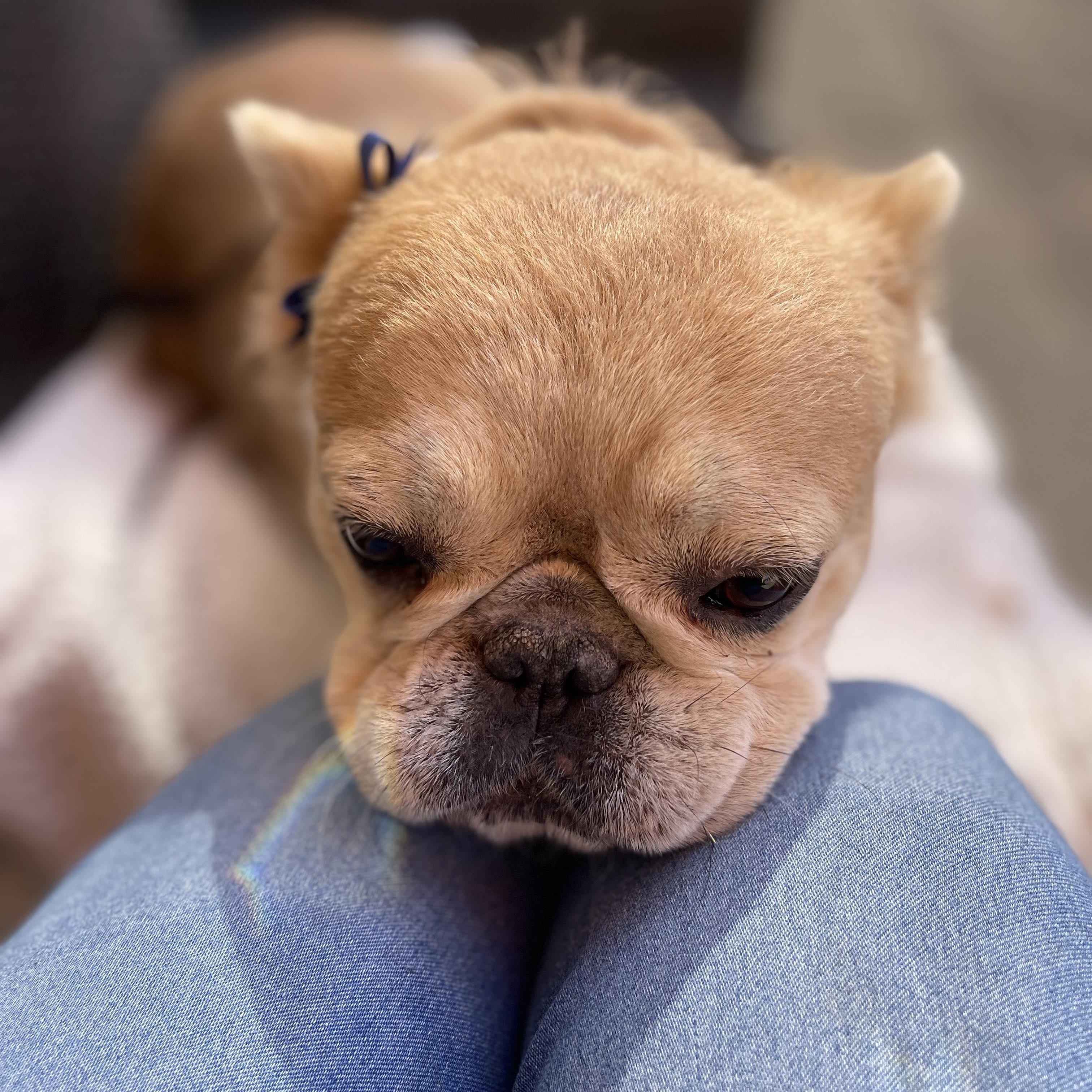 NICOLE 3 yrs 24 lbs, an adopted French Bulldog in Aliso Viejo, CA image 2/6