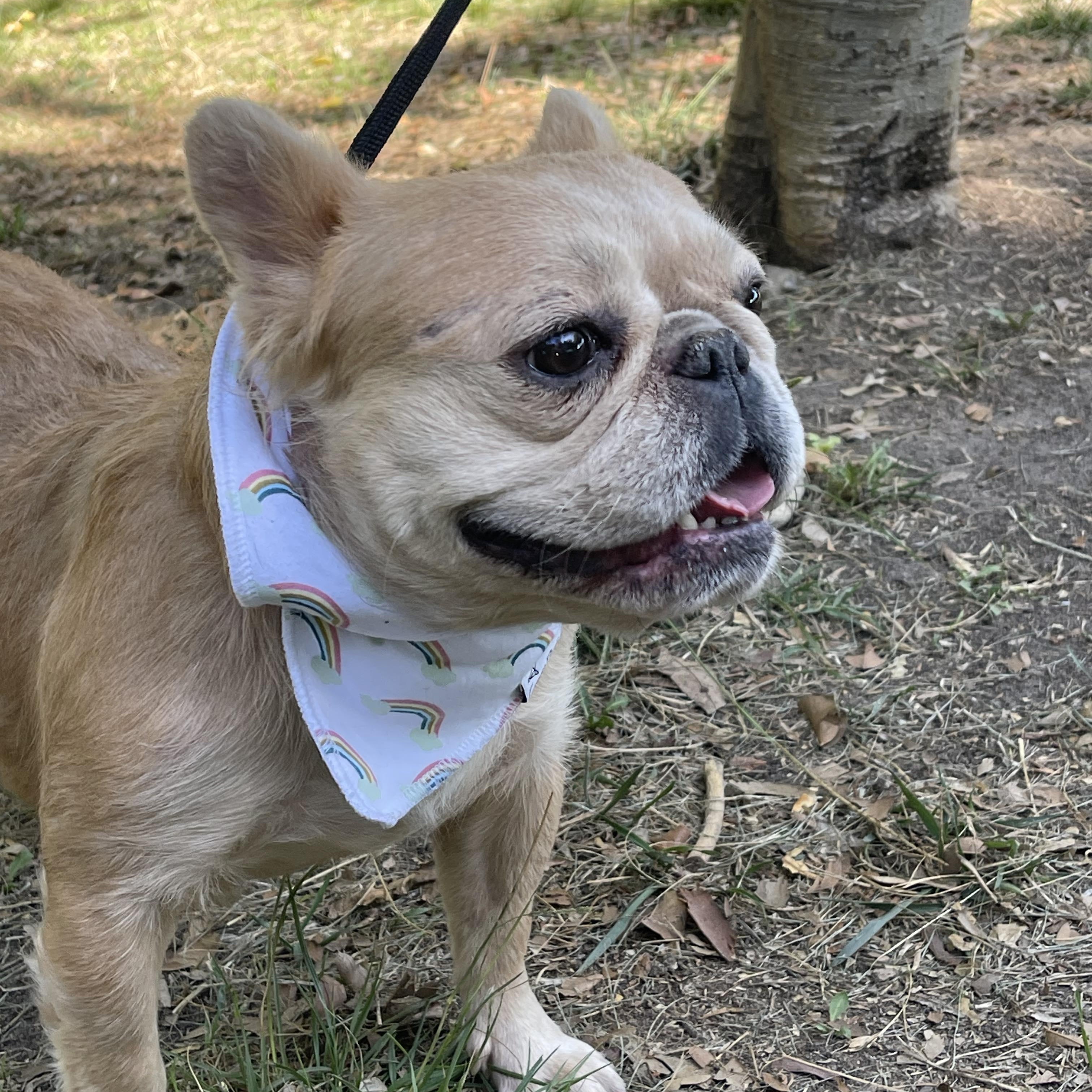 NICOLE 3 yrs 24 lbs, an adopted French Bulldog in Aliso Viejo, CA image 6/6