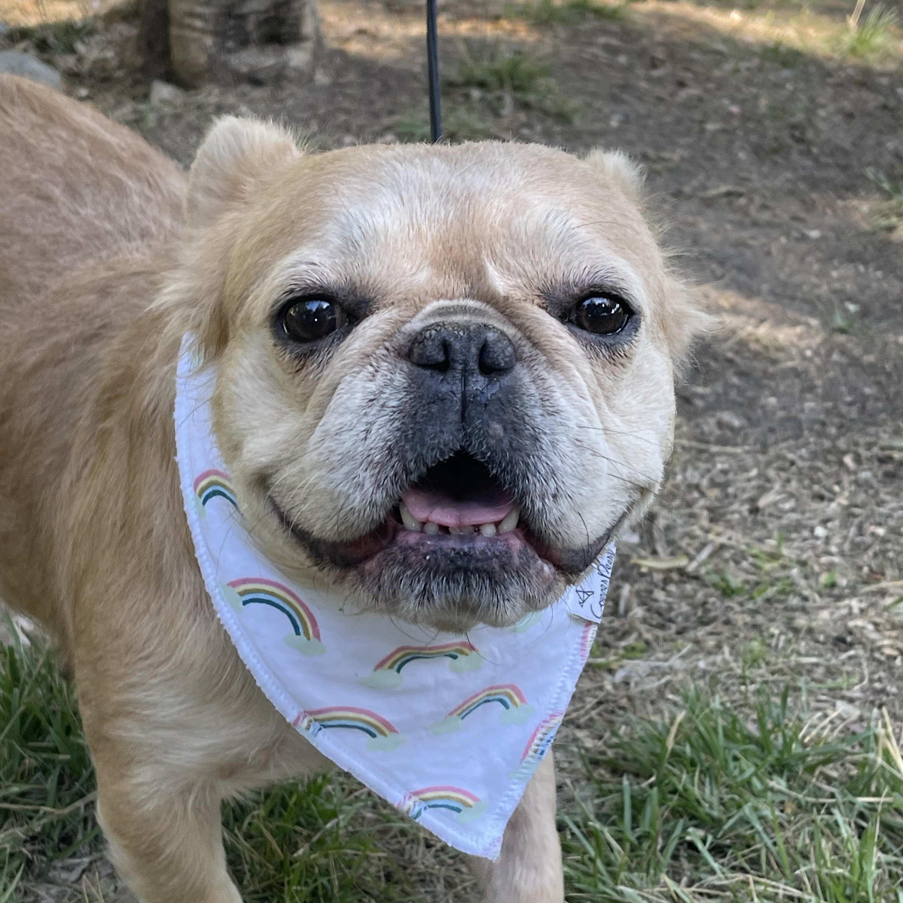 NICOLE 3 yrs 24 lbs, an adopted French Bulldog in Aliso Viejo, CA image 1/6