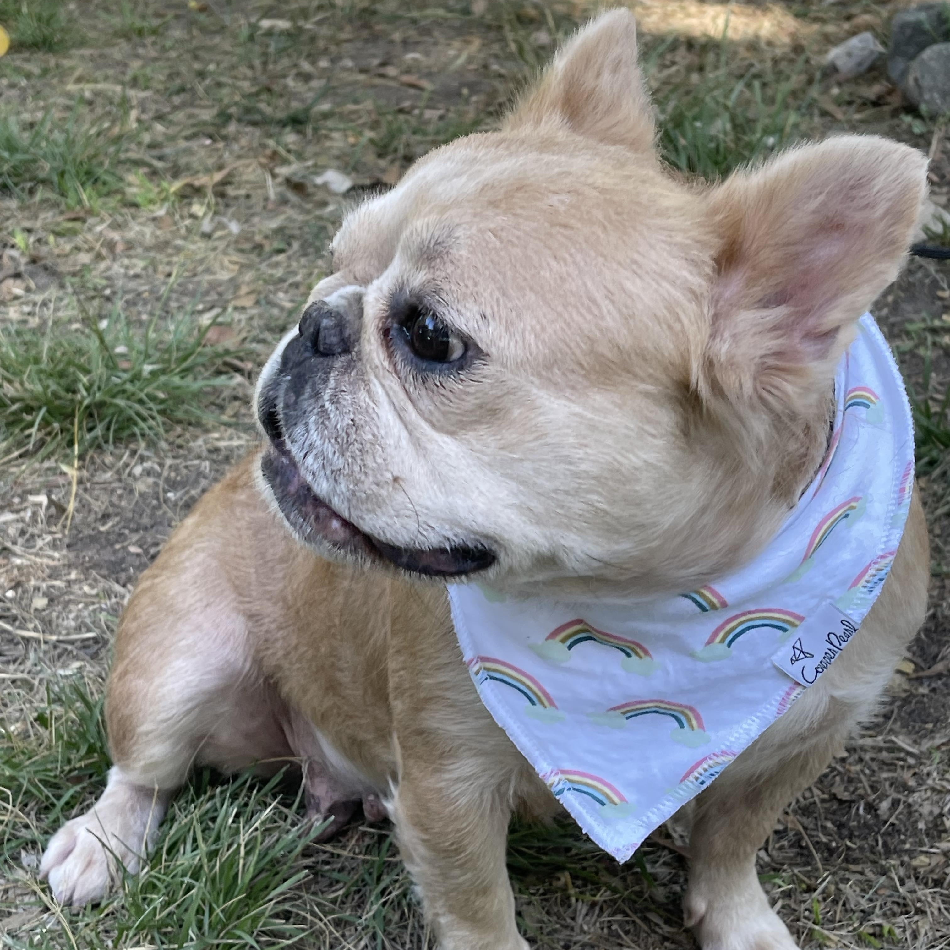 NICOLE 3 yrs 24 lbs, an adopted French Bulldog in Aliso Viejo, CA image 3/6