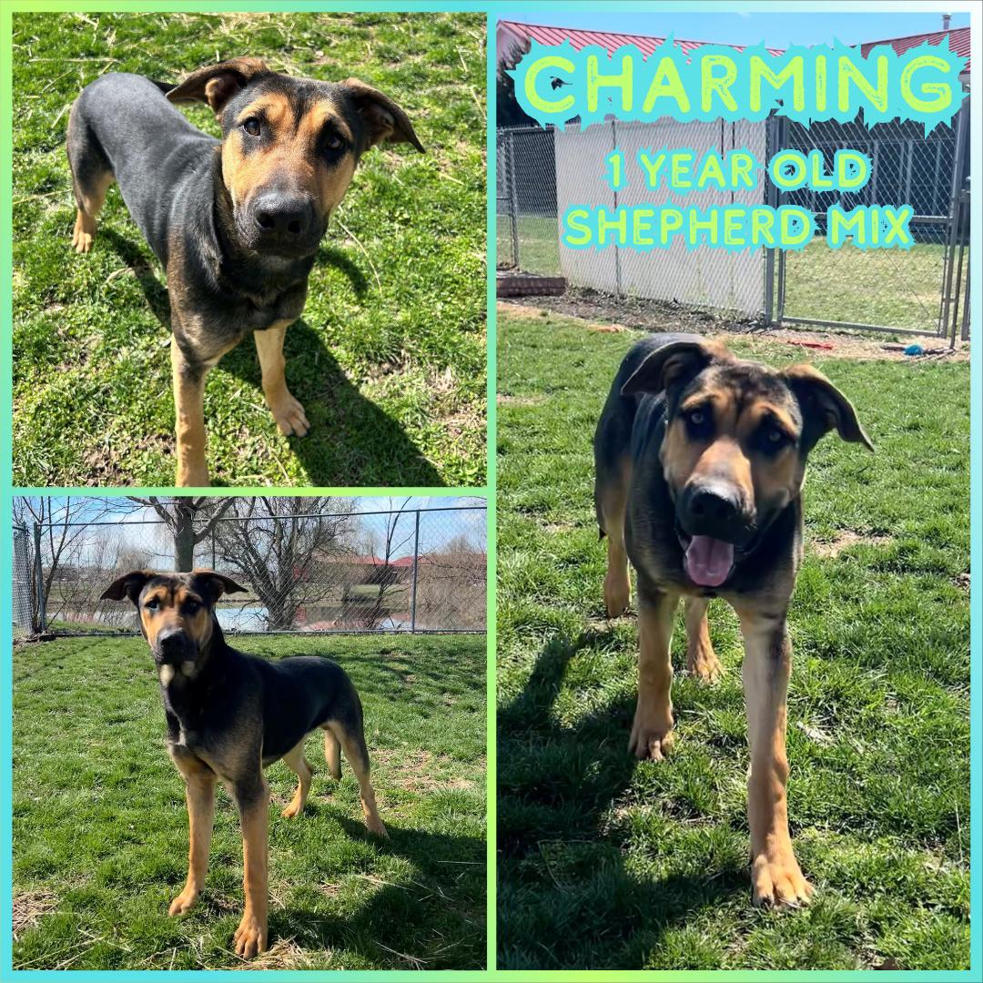 Enlarge Charming, a ADOPTABLE Shepherd in Franklin, IN image 1/1