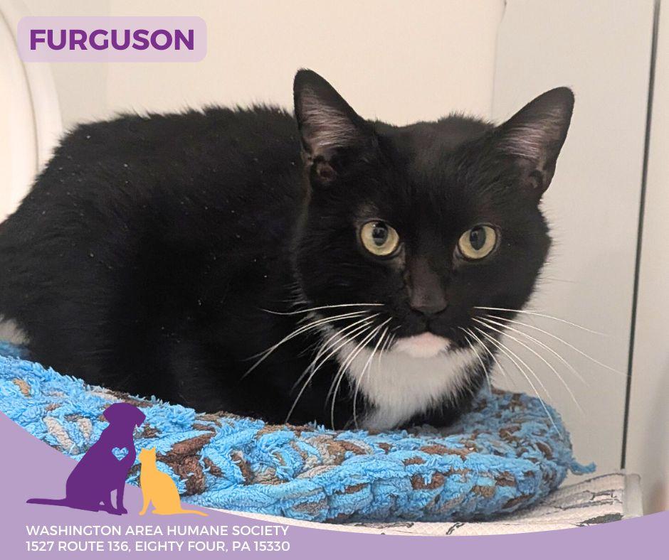Furguson, adoptable, Adult Male Domestic Short Hair.