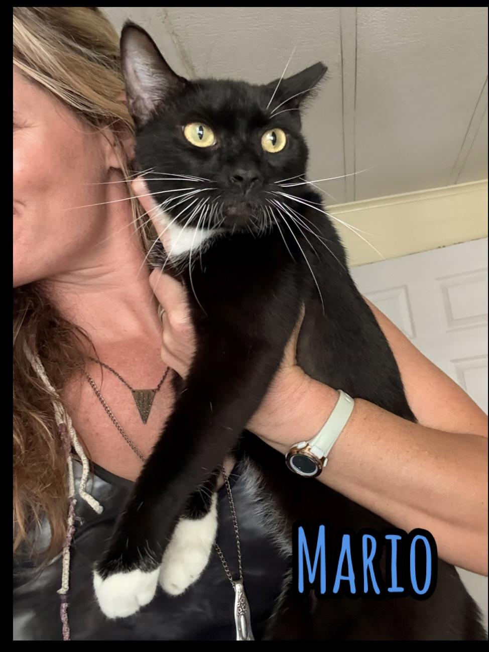 Enlarge 3 cats need homes (Adopt separately) VIDEO, a Adopted Domestic Short Hair in Port Orange, FL image 2/6