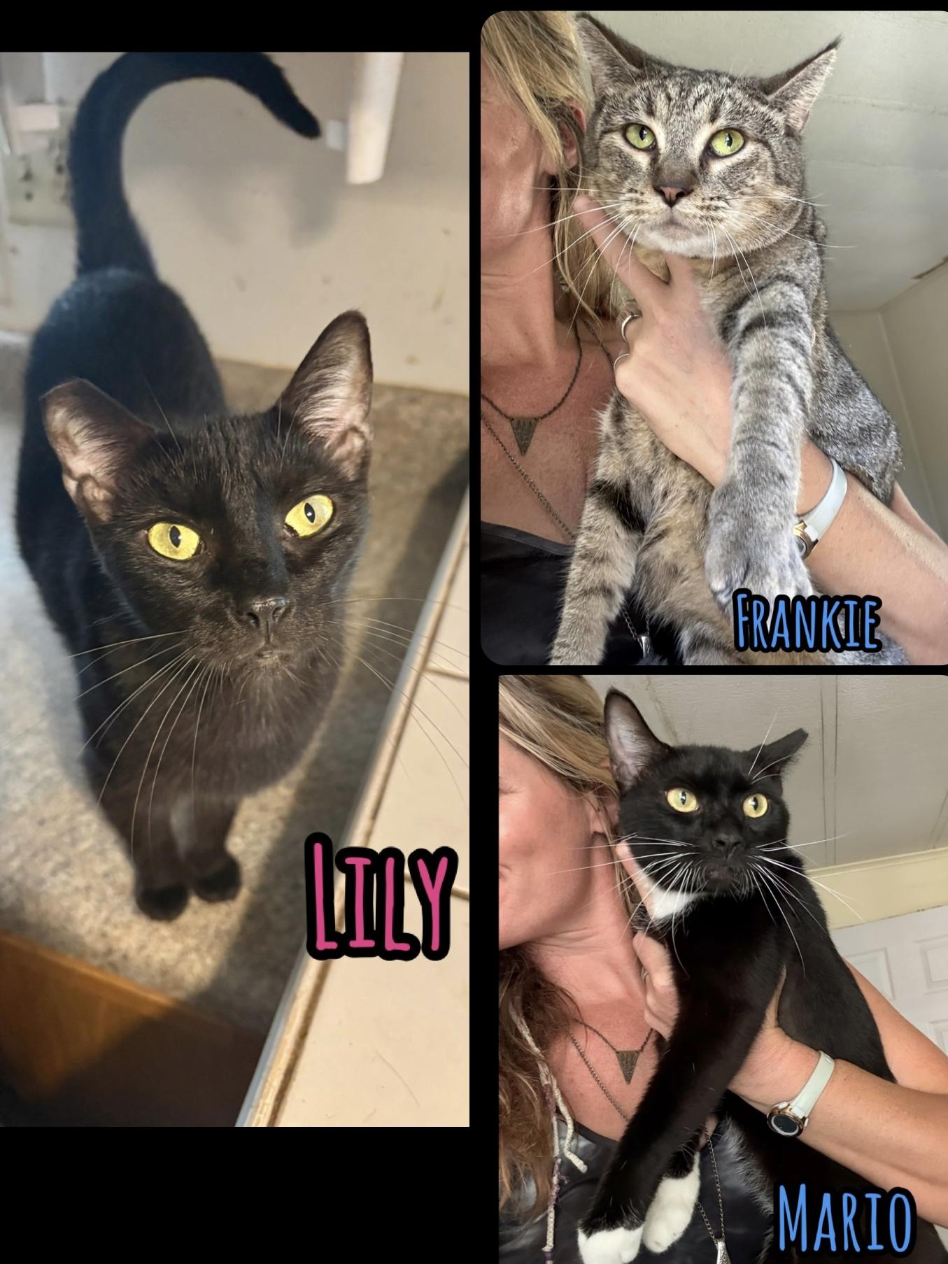 3 cats need homes (Adopt separately) VIDEO, Adopted, Adult Male Domestic Short Hair.