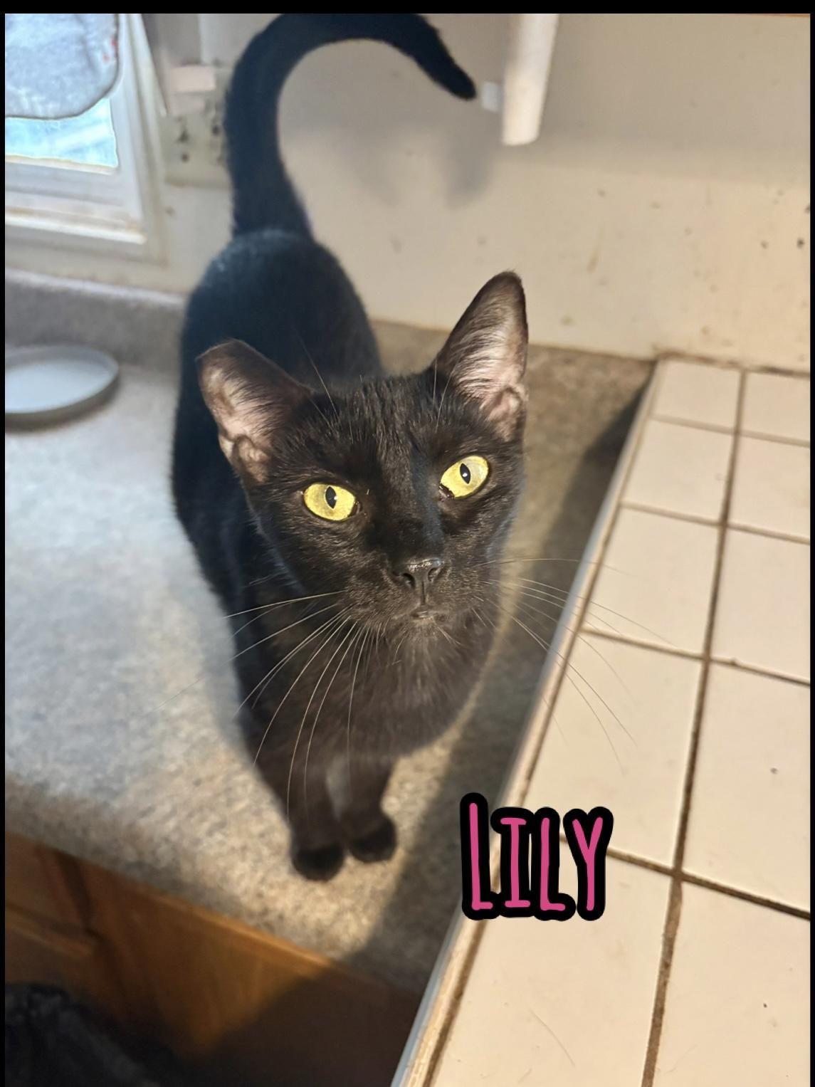 Enlarge 3 cats need homes (Adopt separately) VIDEO, a Adopted Domestic Short Hair in Port Orange, FL image 4/6