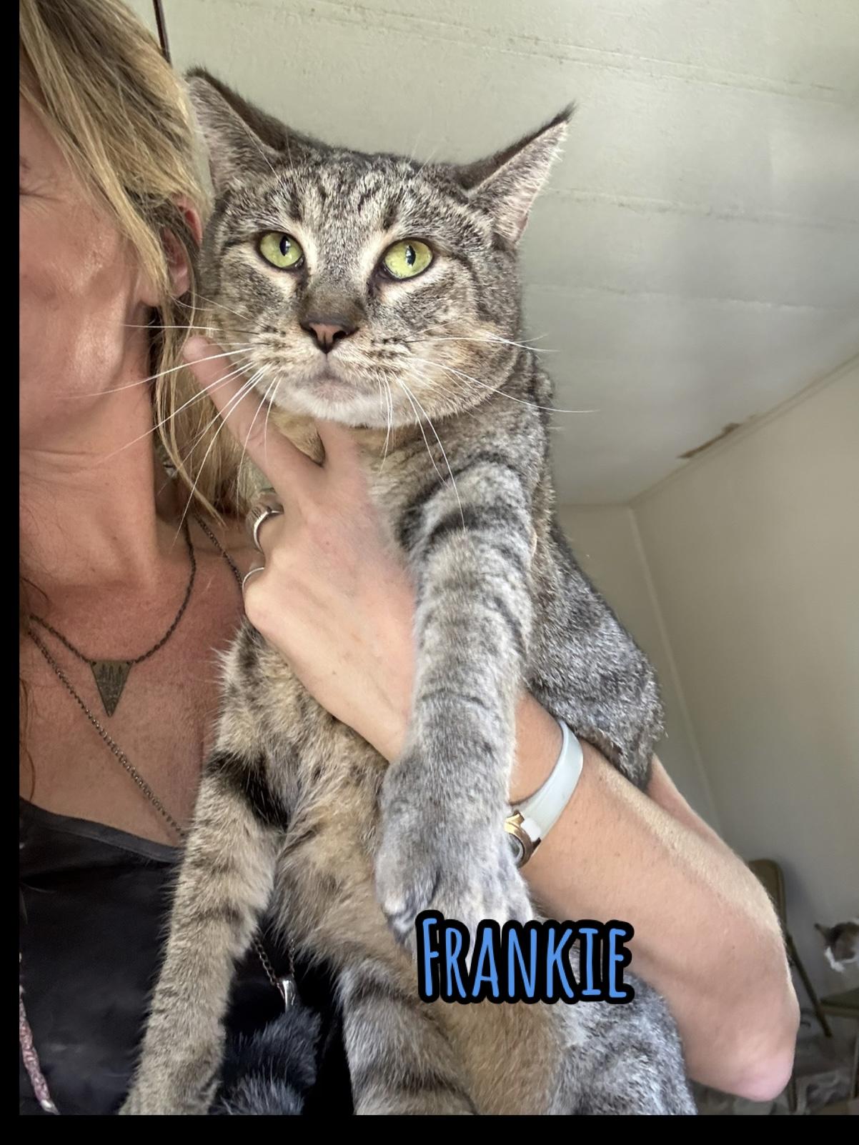 Enlarge 3 cats need homes (Adopt separately) VIDEO, a Adopted Domestic Short Hair in Port Orange, FL image 3/6