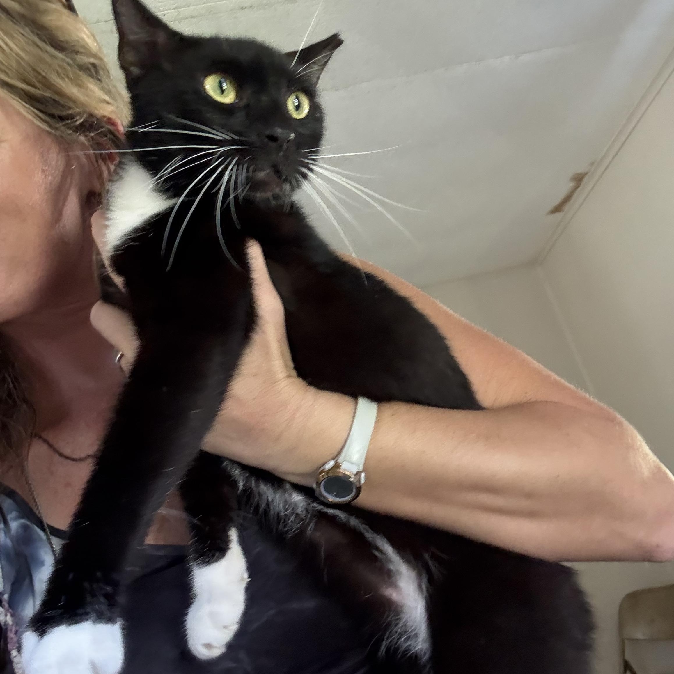 Enlarge 3 cats need homes (Adopt separately) VIDEO, a Adopted Domestic Short Hair in Port Orange, FL image 6/6