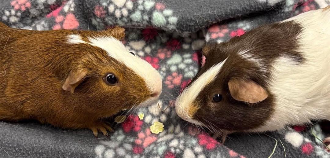 Hazelnut & Nutella, Adoptable, Young Male Guinea Pig.