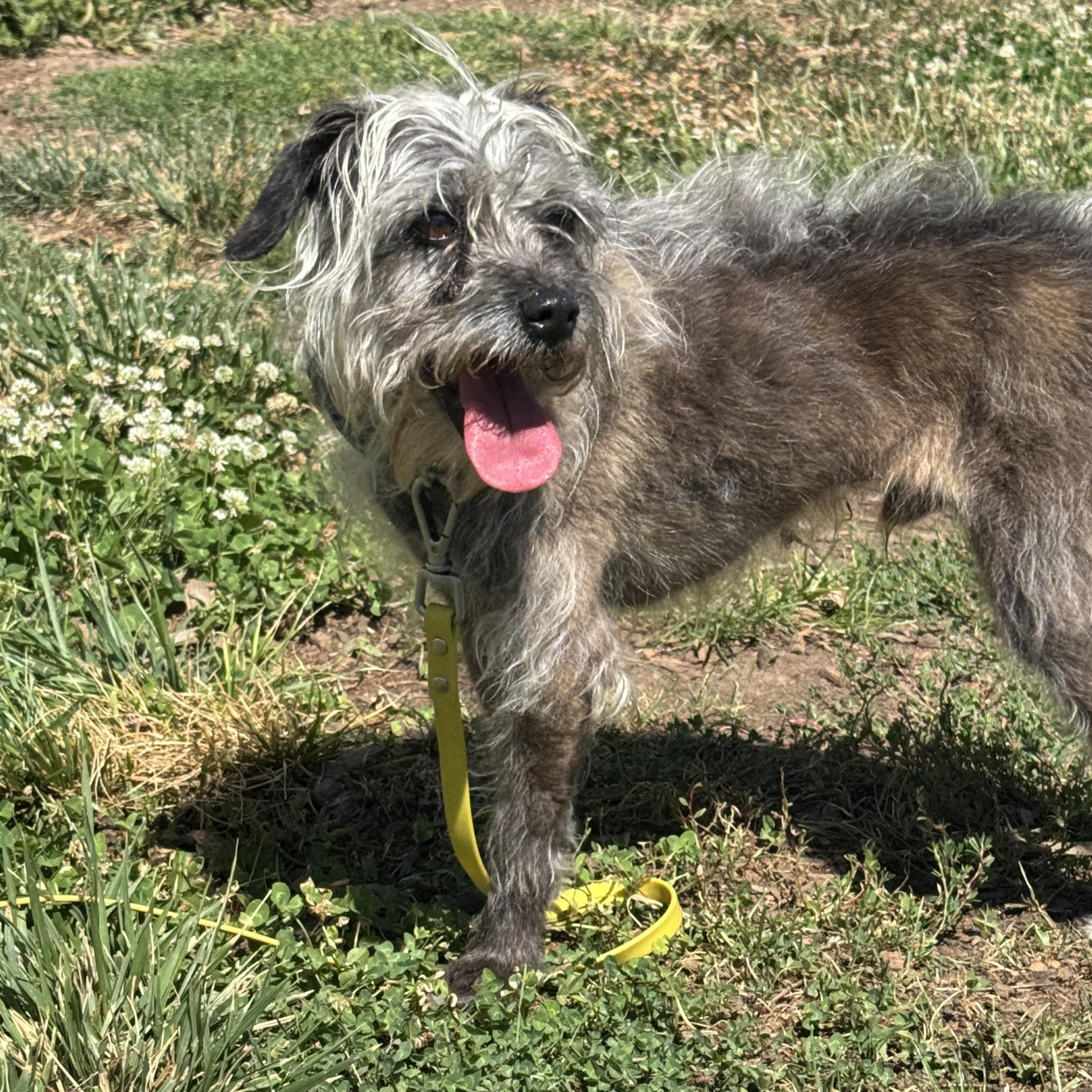 Enlarge Beauregard, a Adopted Wirehaired Terrier in Lake Oswego, OR image 1/4