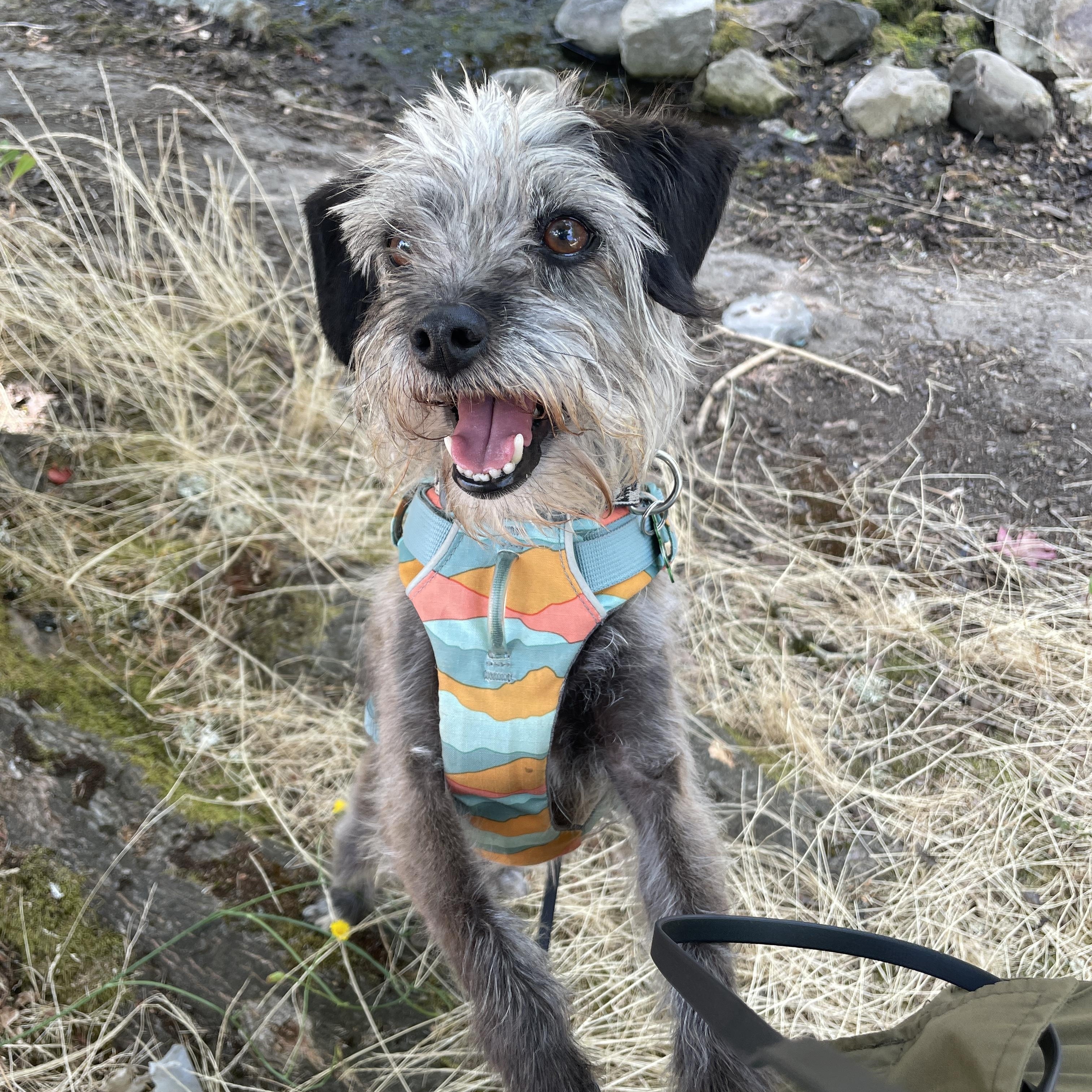 Enlarge Beauregard, a Adopted Wirehaired Terrier in Lake Oswego, OR image 2/4