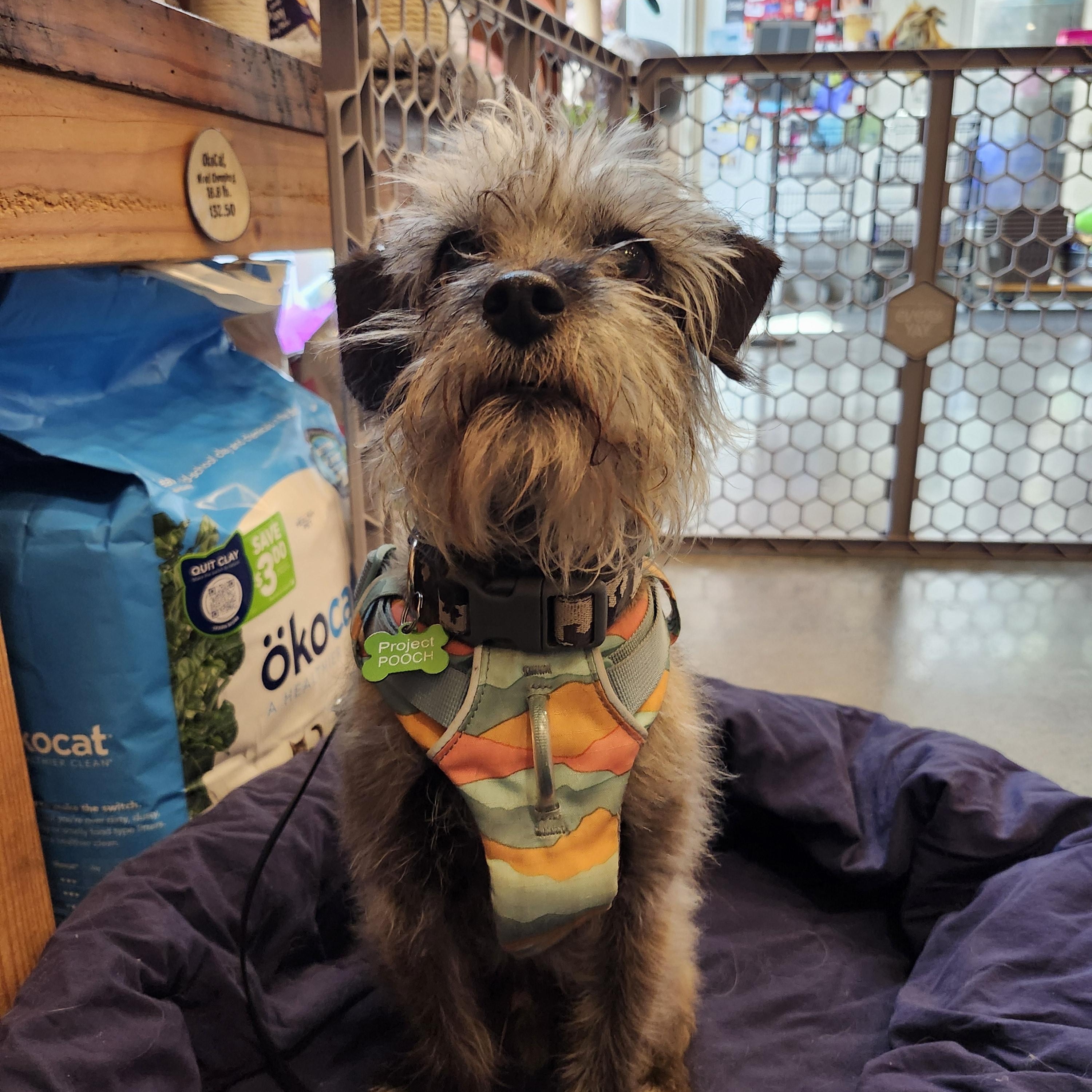 Enlarge Beauregard, a Adopted Wirehaired Terrier in Lake Oswego, OR image 3/4