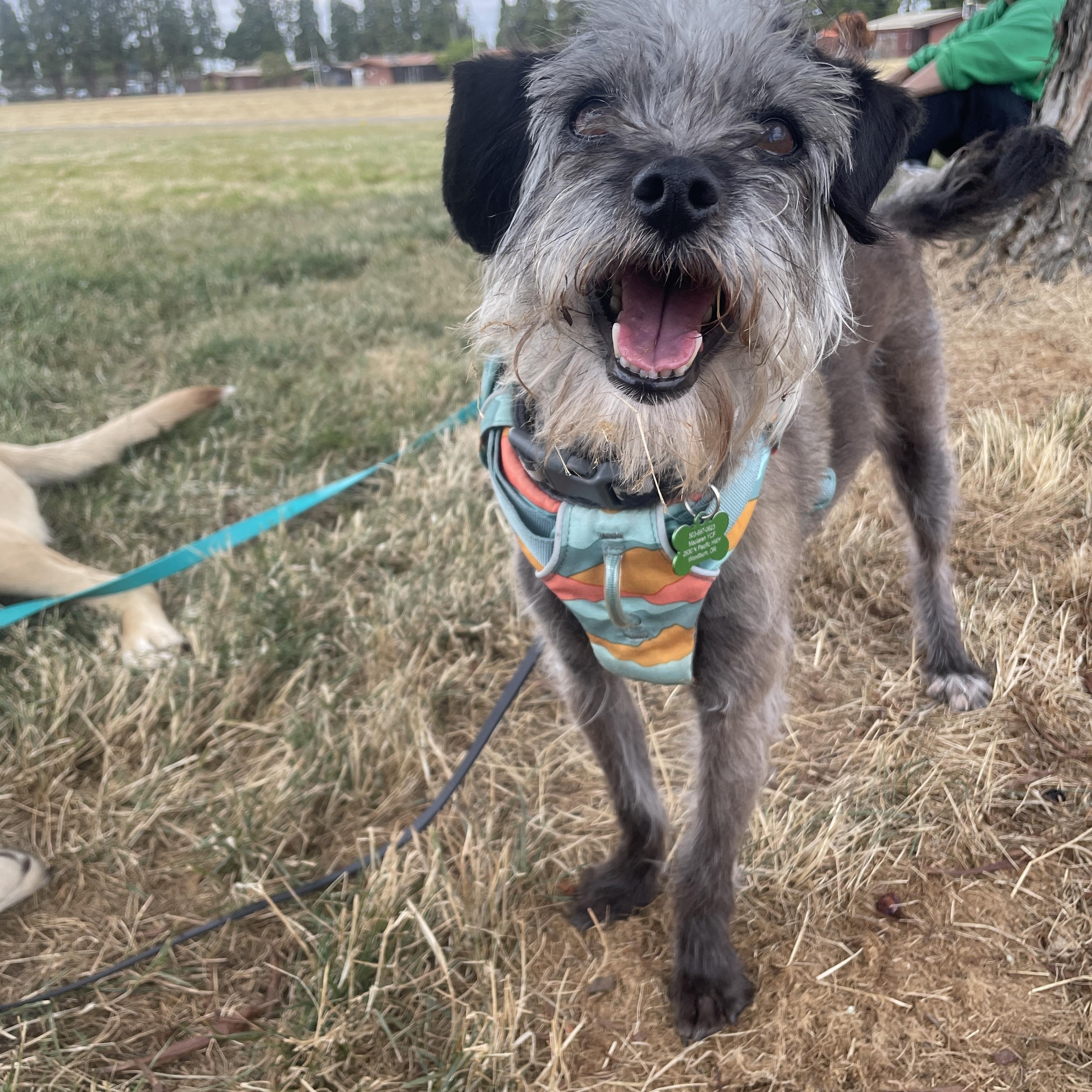 Enlarge Beauregard, a Adopted Wirehaired Terrier in Lake Oswego, OR image 4/4