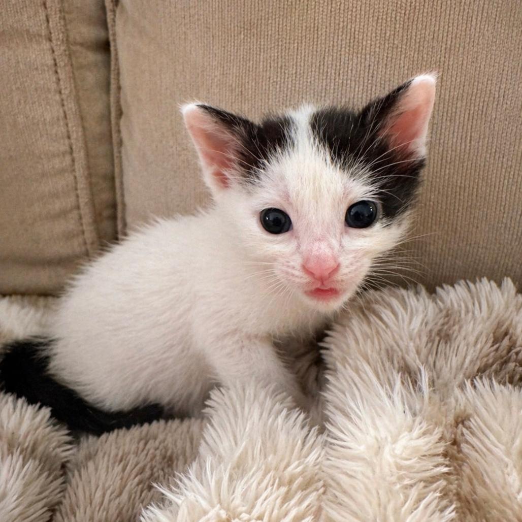 Dash, Adoptable, Kitten Male Domestic Short Hair.