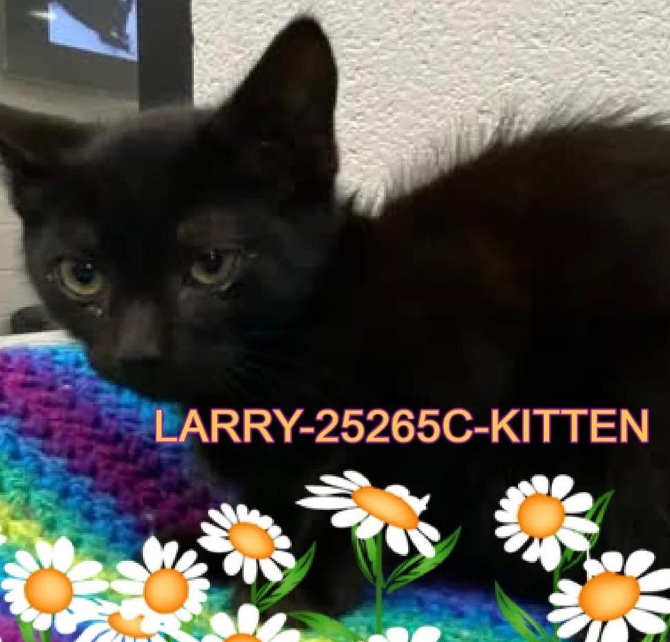 Larry, a Adoptable mixed breed in Dalton, GA image 1/2