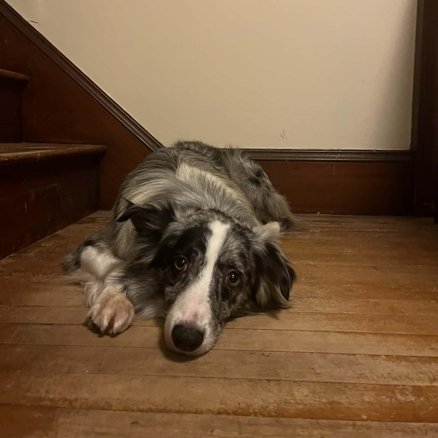 Horace, an adopted mixed breed in Woolwich, ME image 3/4