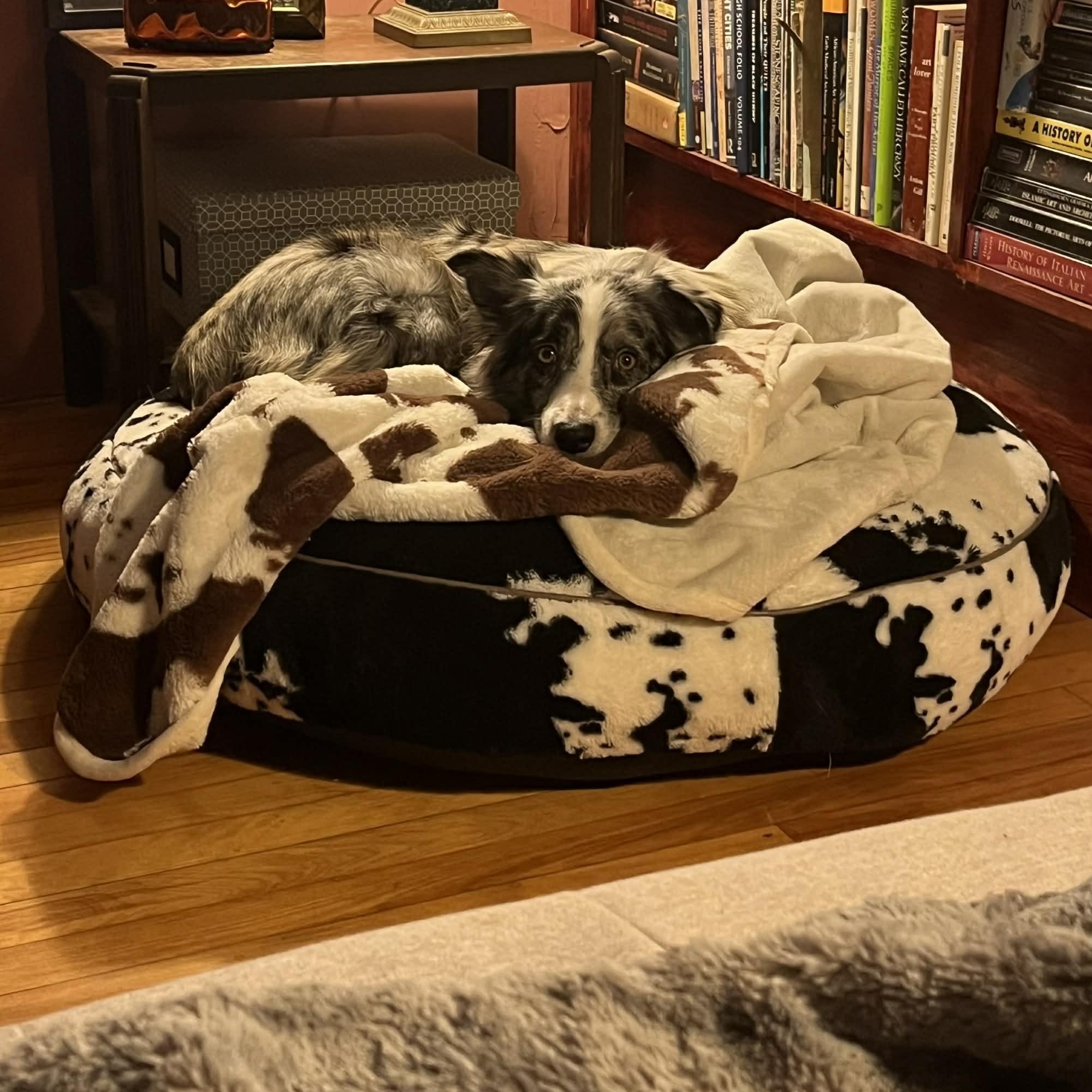 Horace, an adopted mixed breed in Woolwich, ME image 2/4