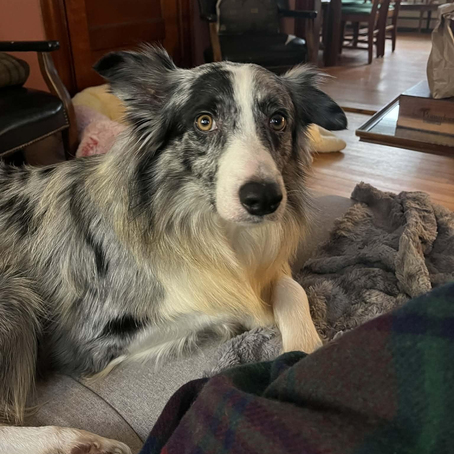 Horace, an adopted mixed breed in Woolwich, ME image 4/4