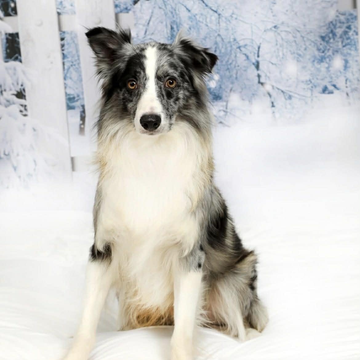 Horace, adopted, Adult Male Australian Shepherd.