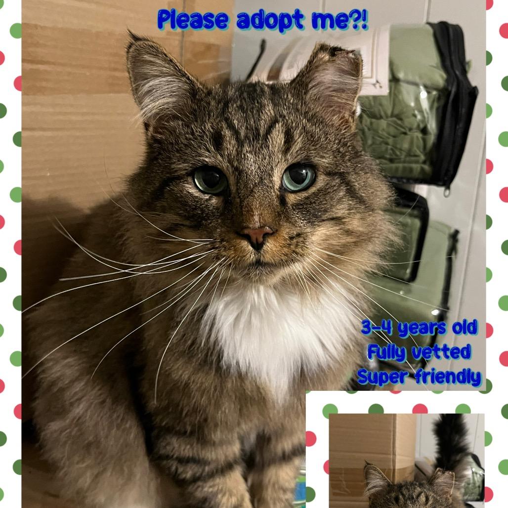 Thunder Paw thumbnail 3