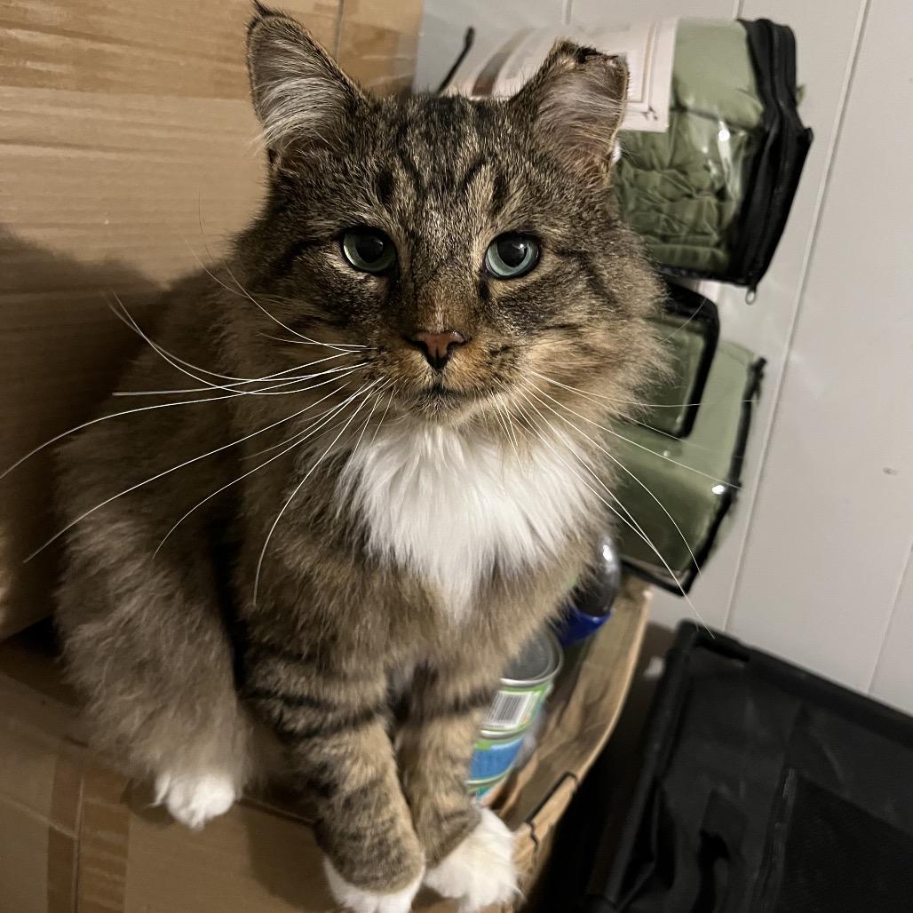 Thunder Paw thumbnail 4