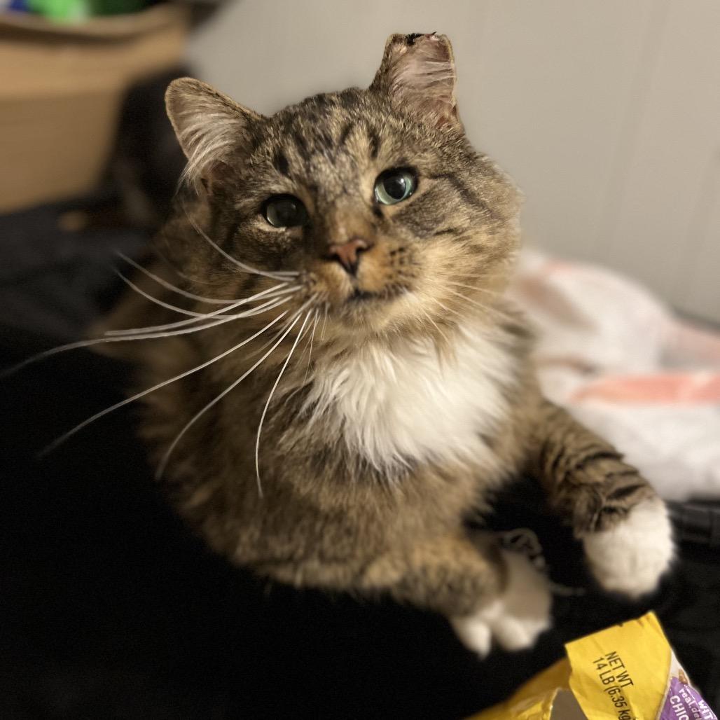 Thunder Paw thumbnail 5