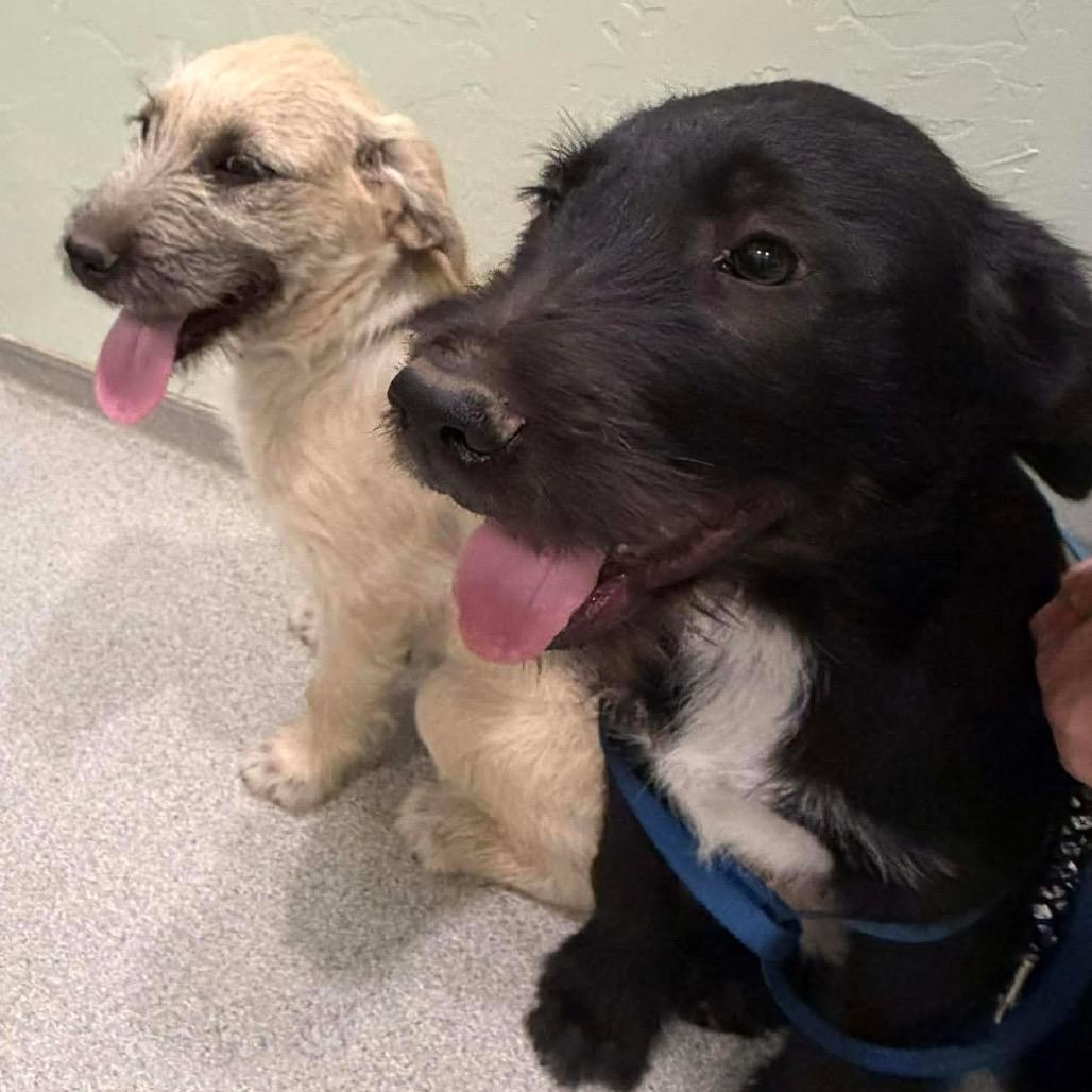 Rip, a Adoptable Mixed Breed in Oxford, ME image 1/6