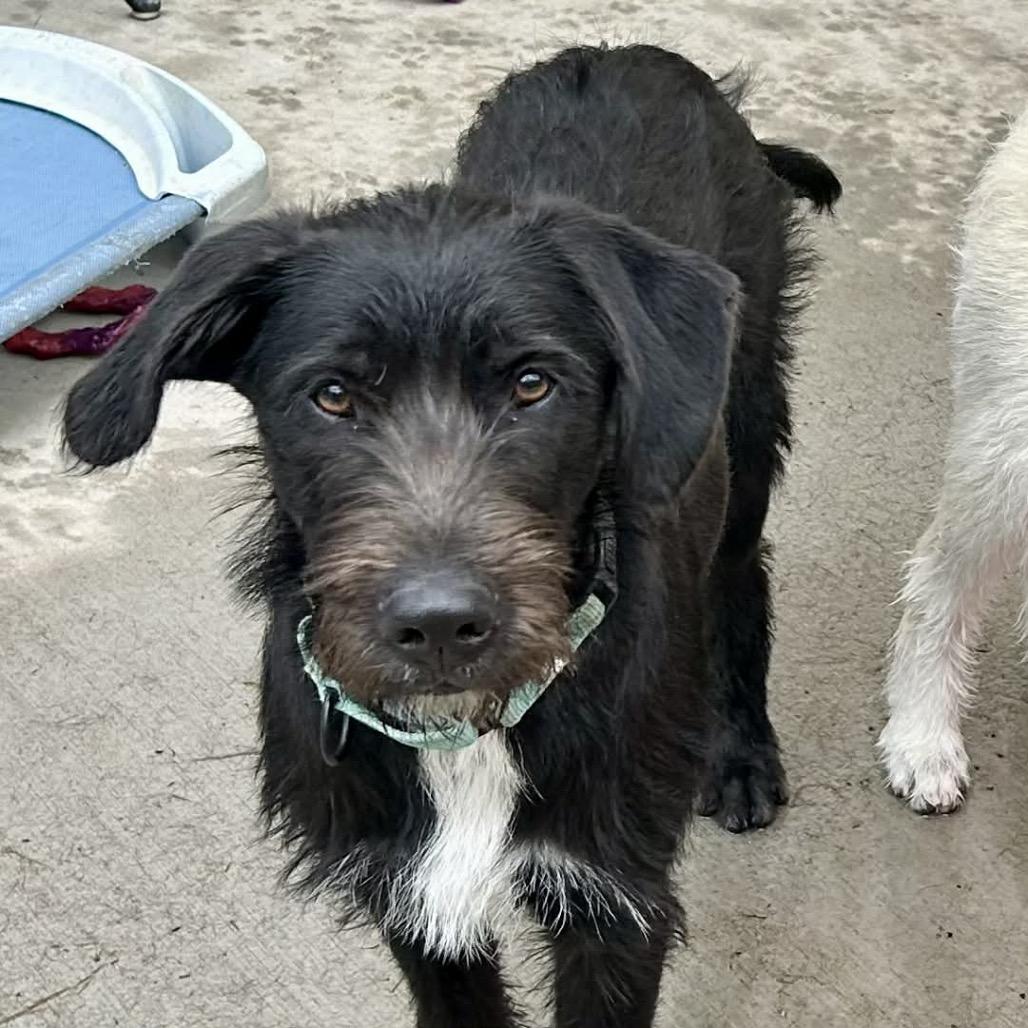 Rip, Adoptable, Puppy Male Mixed Breed.