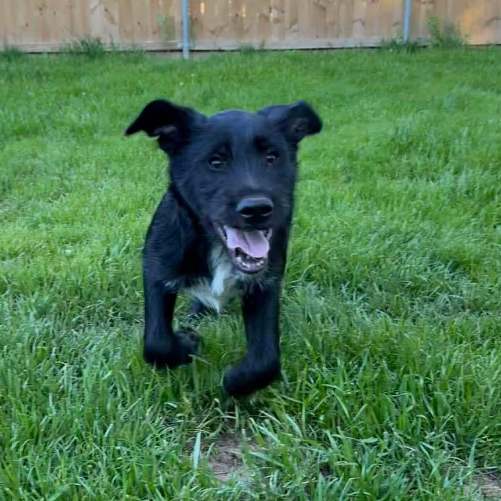Rip, a Adoptable Mixed Breed in Oxford, ME image 2/6