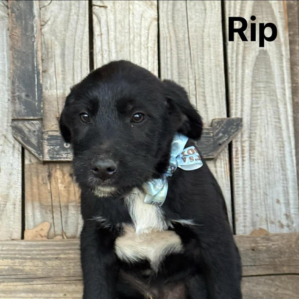 Rip, a Adoptable Mixed Breed in Oxford, ME image 3/6