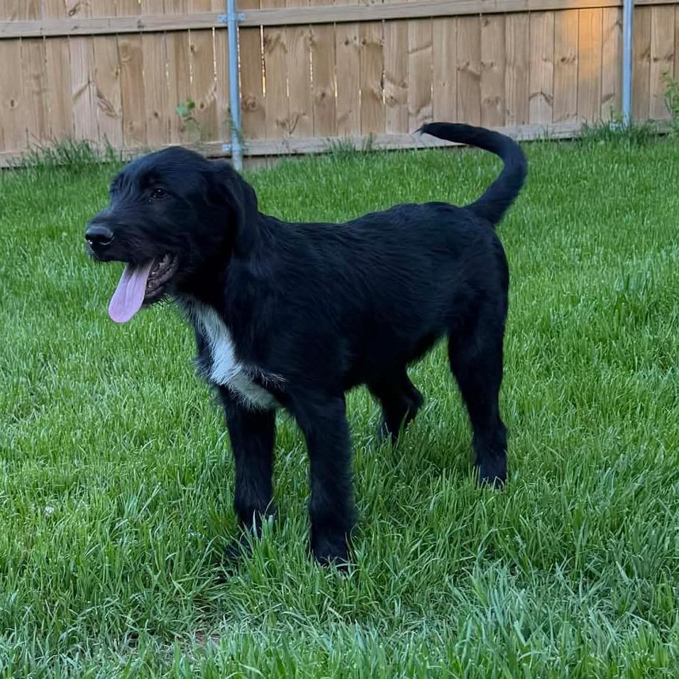 Rip, a Adoptable Mixed Breed in Oxford, ME image 5/6