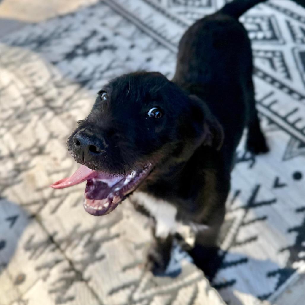 Rip, a Adoptable Mixed Breed in Oxford, ME image 6/6