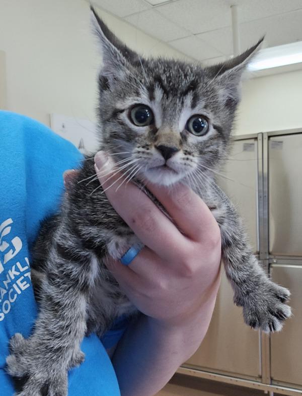 Spencer, Adoptable, Kitten Male Domestic Short Hair.