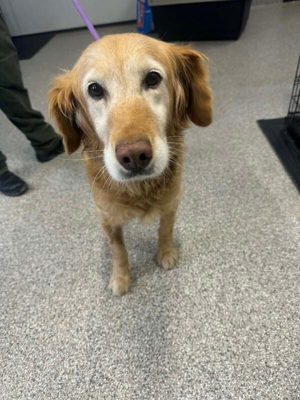 Buttercup, Adoptable, Senior Female Golden Retriever.