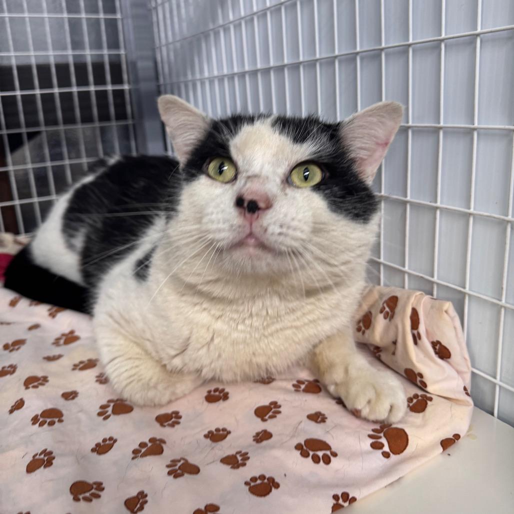 Holster (ADOPTION FEE SPONSORED) *AVAILABLE AT PETSMART 280*, Adoptable, Adult Male Domestic Short Hair.