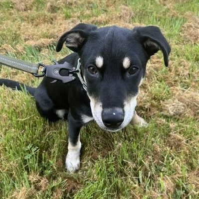 Major, adopted, Puppy Male Shepherd & Chihuahua.