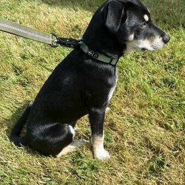 Enlarge Major, an adopted mixed breed in Seattle, WA image 3/4