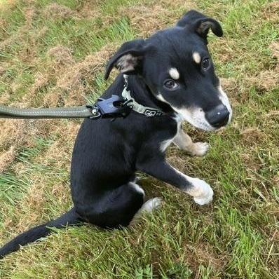 Enlarge Major, an adopted mixed breed in Seattle, WA image 4/4