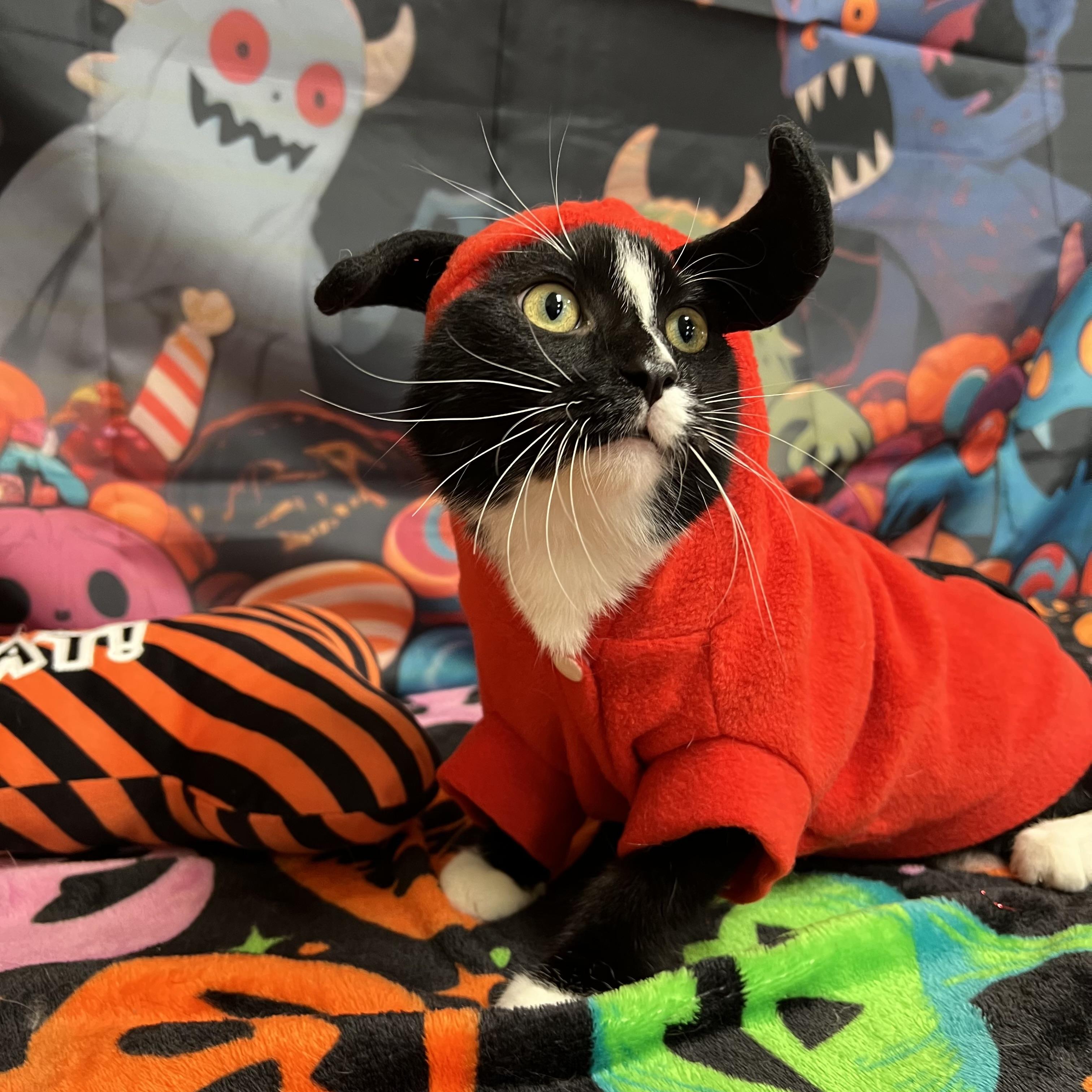 Enlarge Tempest, a Adoptable Domestic Short Hair in Fairmont, MN image 5/6