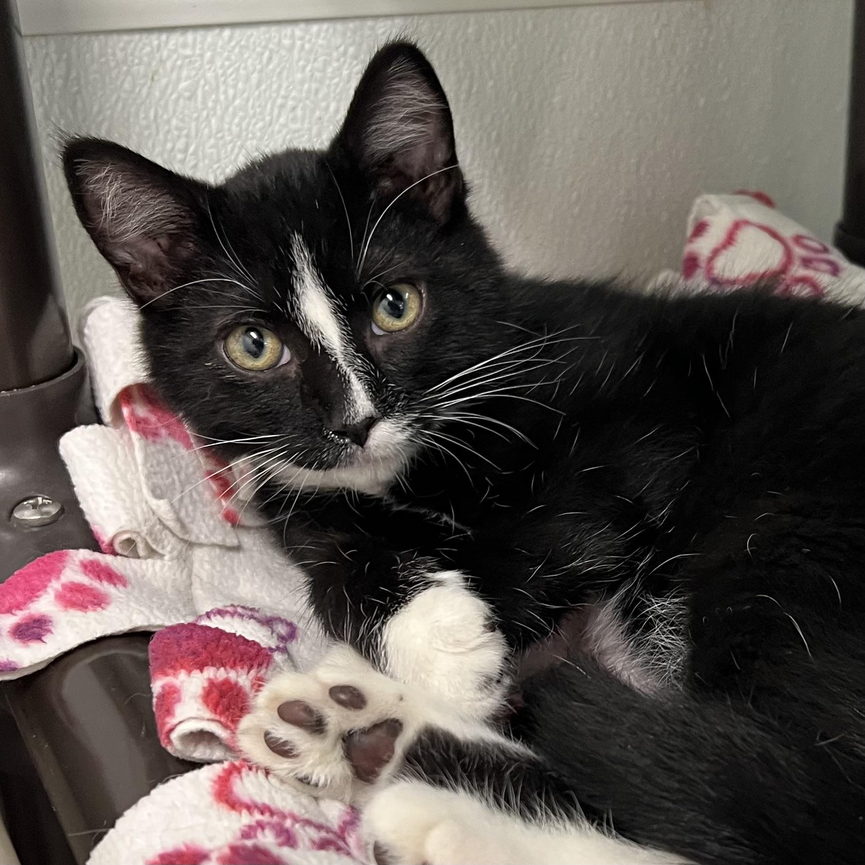 Tempest, adoptable, Kitten Male Domestic Short Hair.