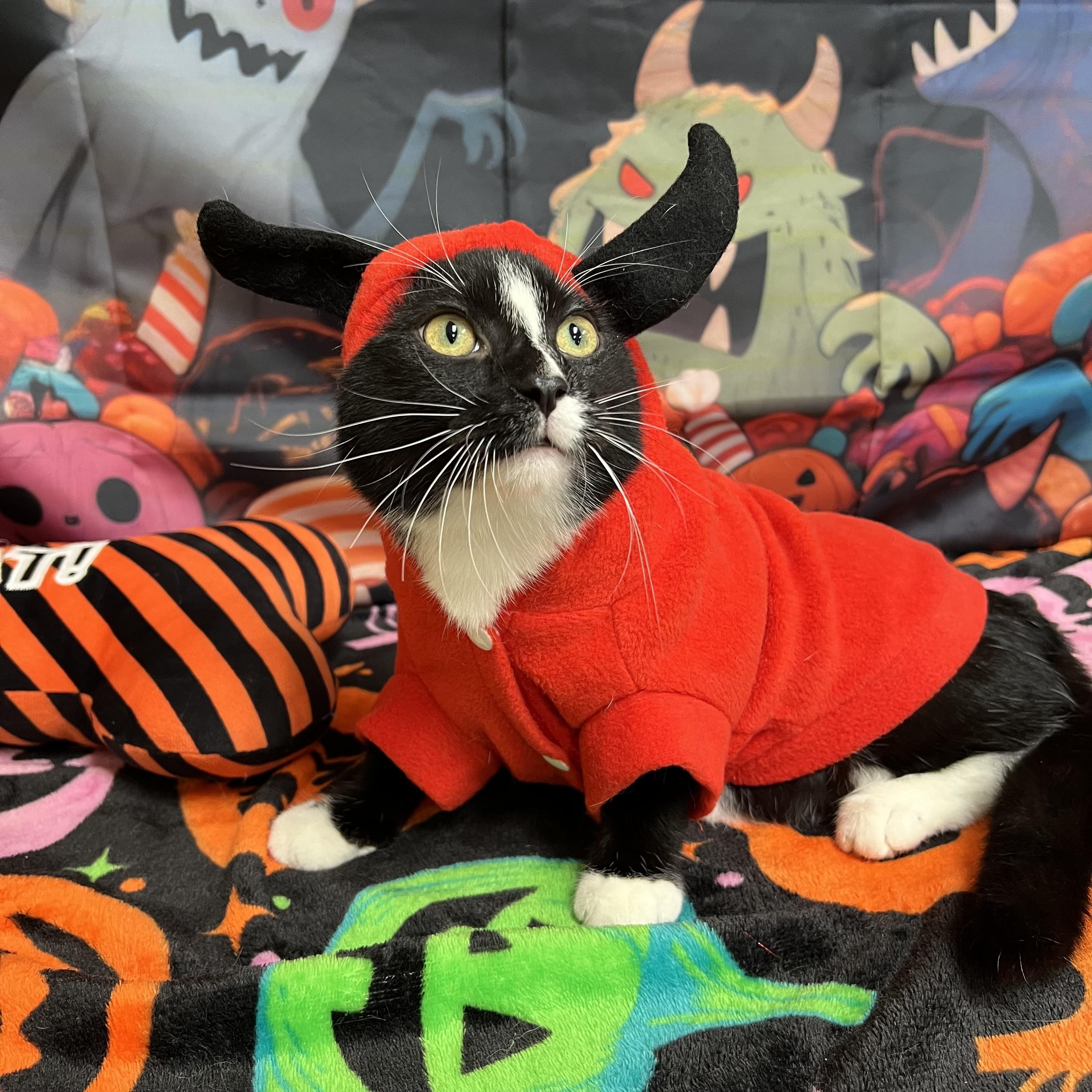 Enlarge Tempest, a Adoptable Domestic Short Hair in Fairmont, MN image 1/6