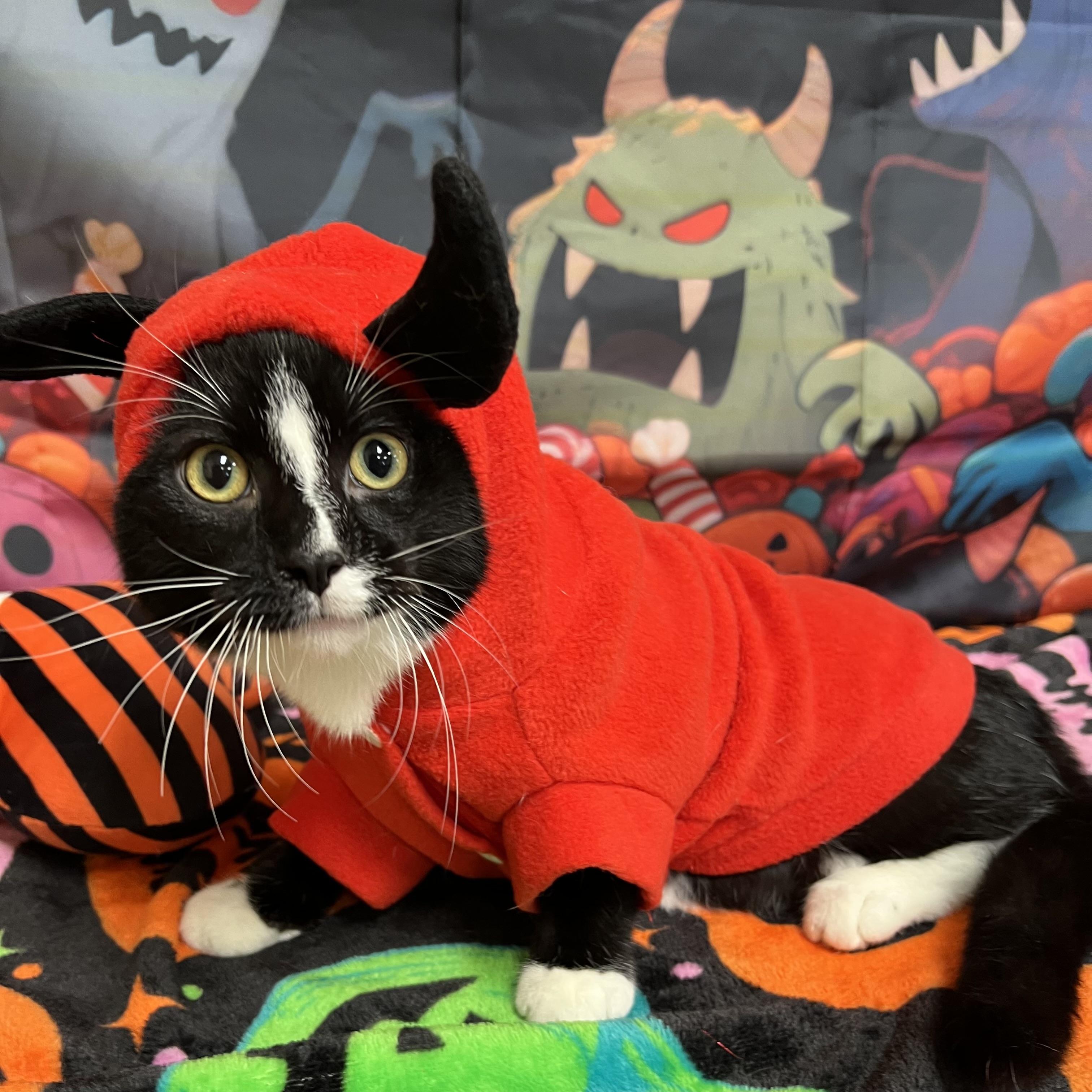 Enlarge Tempest, a Adoptable Domestic Short Hair in Fairmont, MN image 2/6