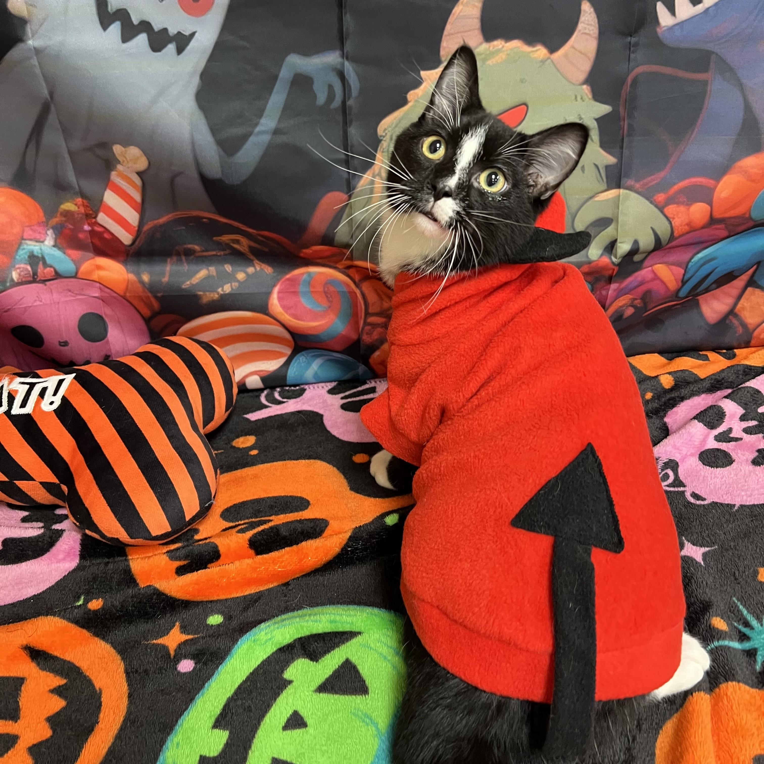 Enlarge Tempest, a Adoptable Domestic Short Hair in Fairmont, MN image 3/6