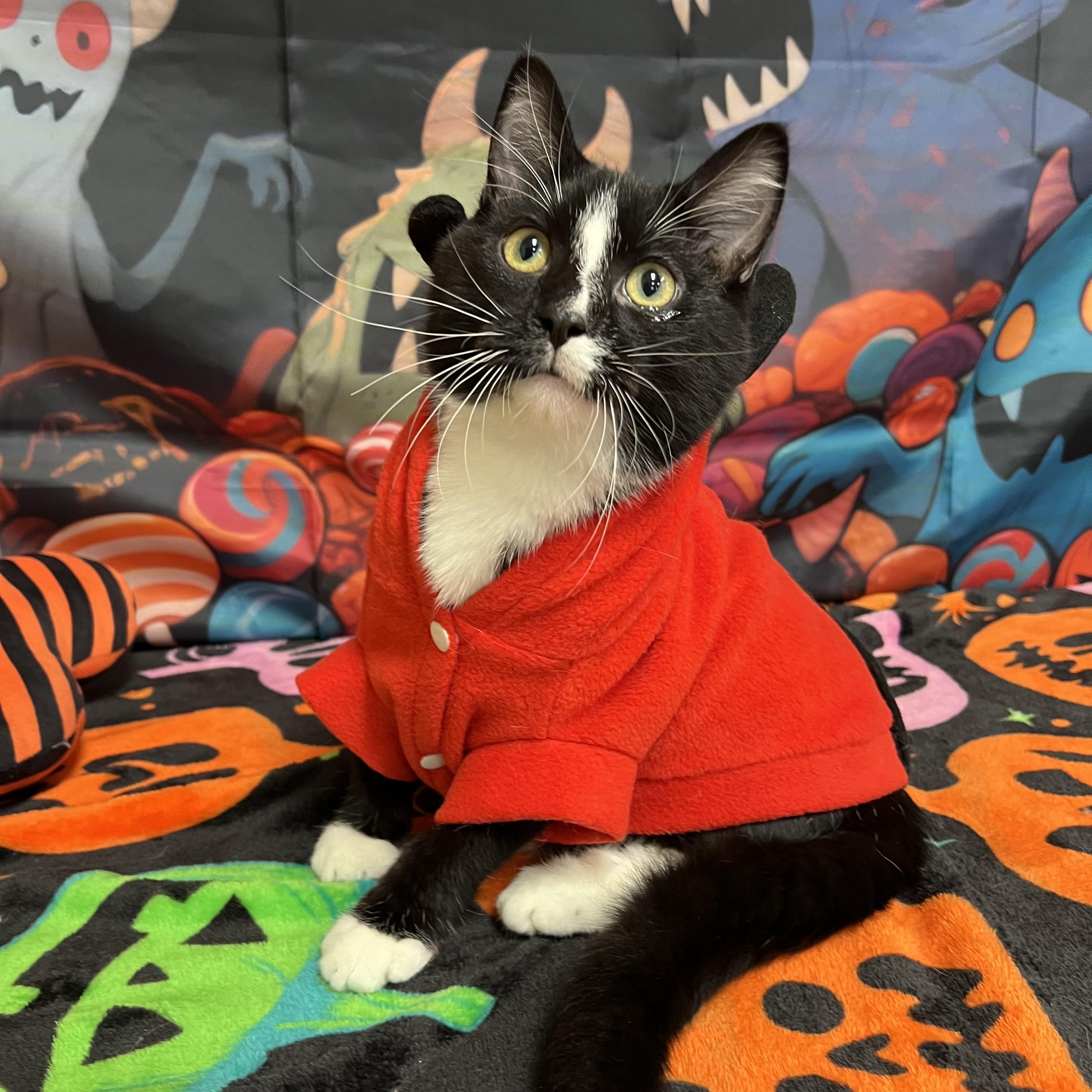 Enlarge Tempest, a Adoptable Domestic Short Hair in Fairmont, MN image 4/6